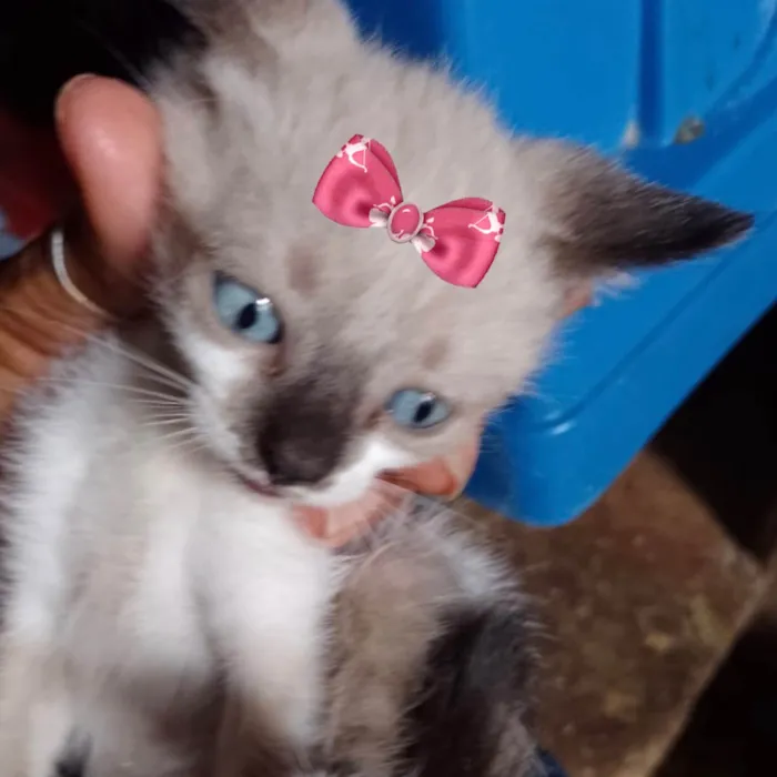 Gato raça Mestica  idade 2 a 6 meses nome Charlotte 