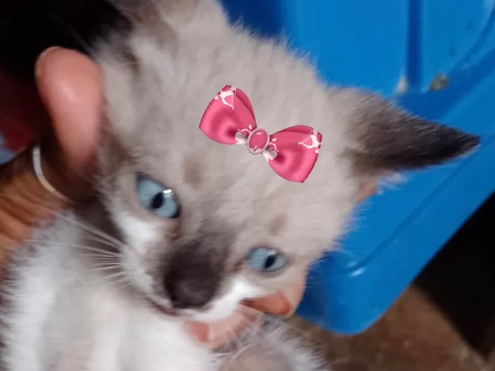 Gato raça Mestica  idade 2 a 6 meses nome Charlotte 