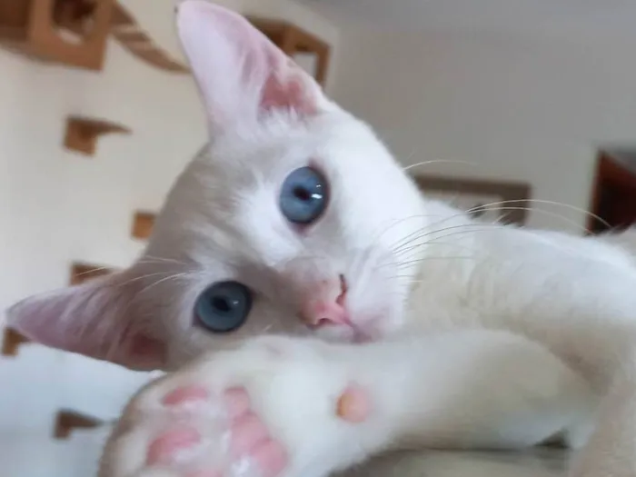 Gato raça SRD-ViraLata idade 2 a 6 meses nome Romeu