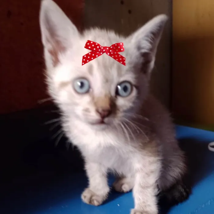 Gato ra a Mestica  idade 2 a 6 meses nome Charlotte 