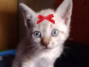 Gato raça Mestica  idade 2 a 6 meses nome Charlotte 