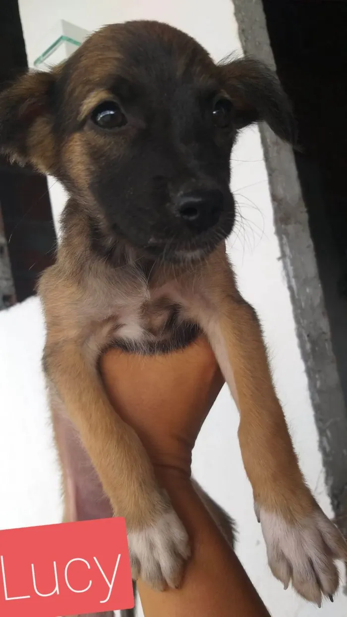 Cachorro ra a SRD-ViraLata idade 2 a 6 meses nome Sasha,estrelinha, zoe,pandora,Lucy,etc