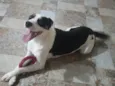 POGO