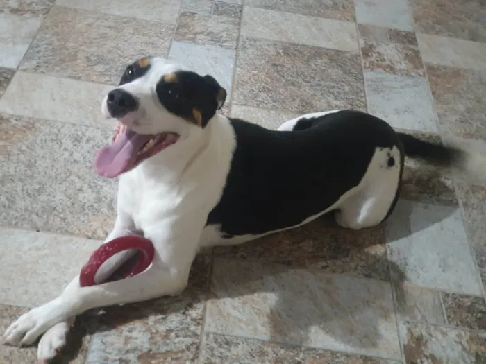 Cachorro ra a SRD-ViraLata idade 2 anos nome POGO