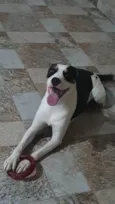 POGO