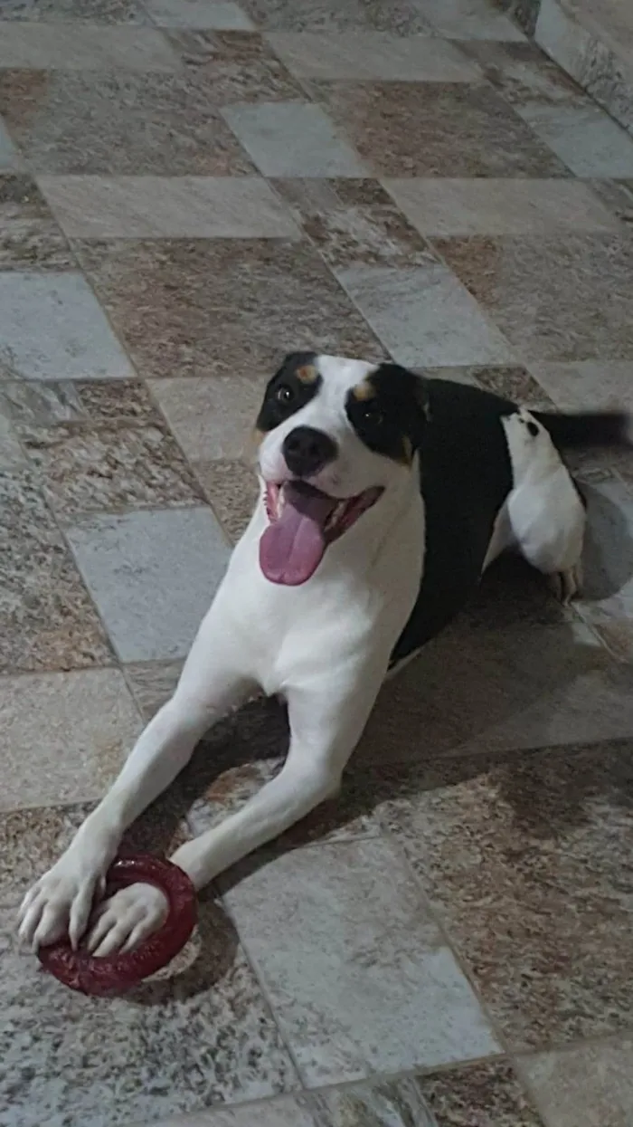 Cachorro ra a SRD-ViraLata idade 2 anos nome POGO