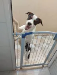 POGO
