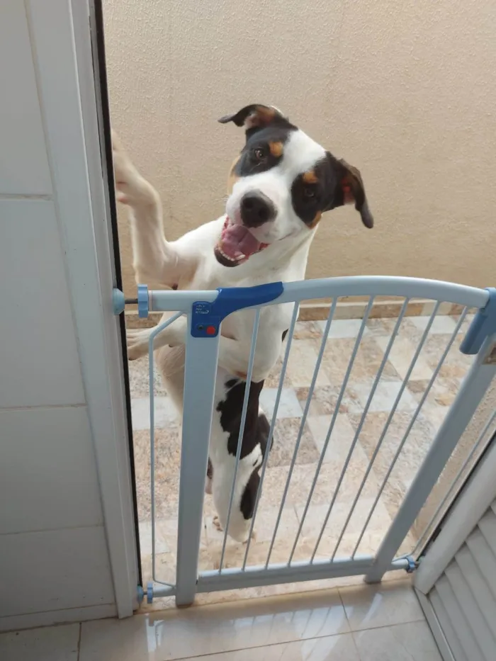 Cachorro ra a SRD-ViraLata idade 2 anos nome POGO