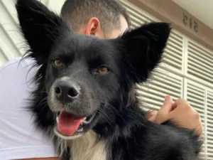 Cachorro raça SRD idade 1 ano nome Bolt
