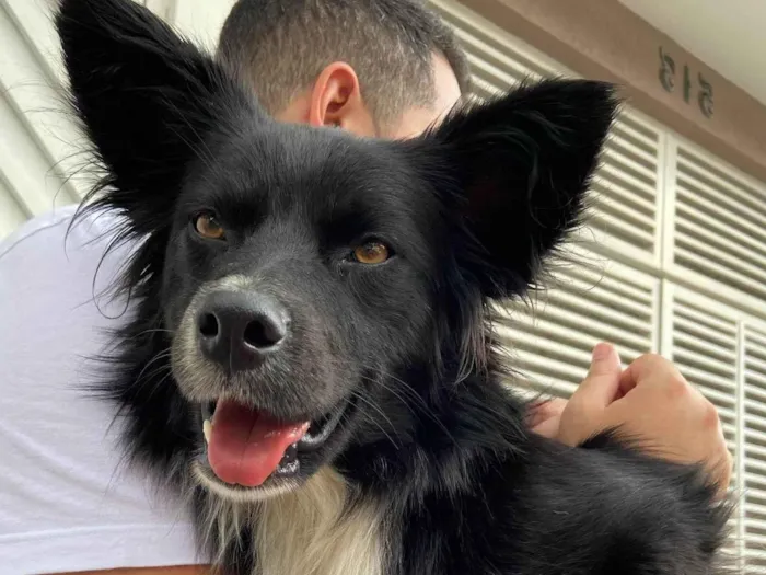 Cachorro raça SRD idade 1 ano nome Bolt