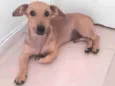 Lupi