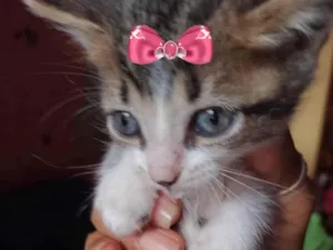 Gato raça Mestica  idade 2 a 6 meses nome Bia 