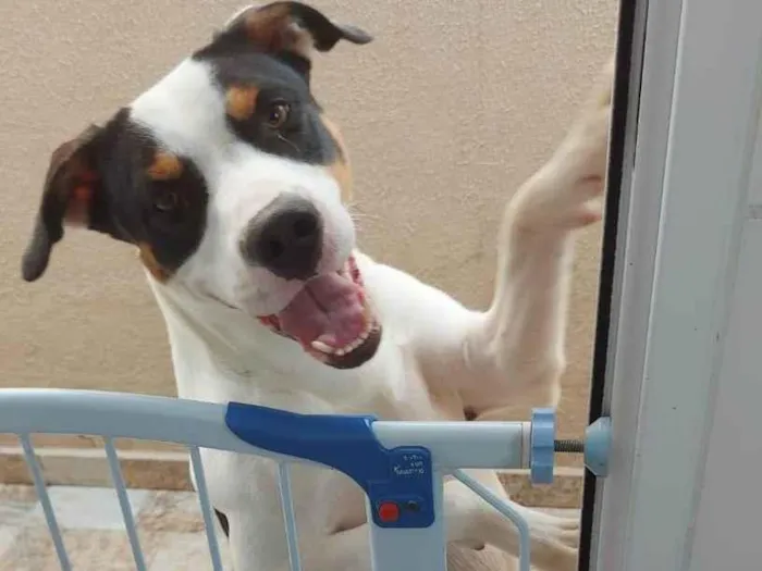 Cachorro ra a SRD-ViraLata idade 2 anos nome POGO