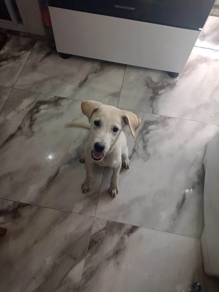 Cachorro ra a SRD-ViraLata idade 2 a 6 meses nome Sem nome