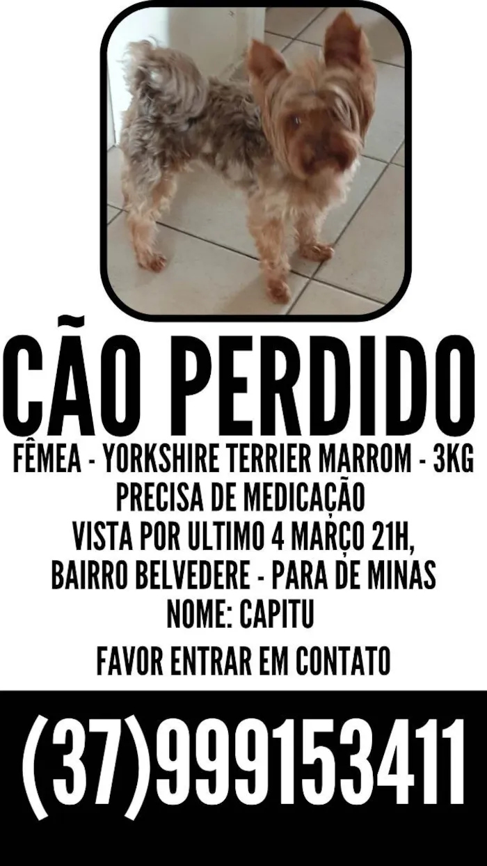 Cachorro raça Yorkshire terrier  idade 3 anos nome GRATIFICA - CAPITU