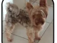 GRATIFICA - CAPITU