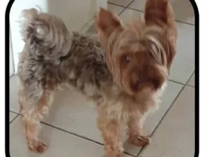 Cachorro raça Yorkshire terrier  idade 3 anos nome GRATIFICA - CAPITU