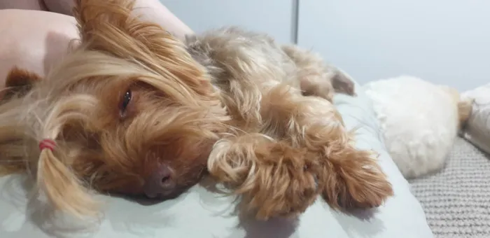 Cachorro raça Yorkshire terrier  idade 3 anos nome GRATIFICA - CAPITU
