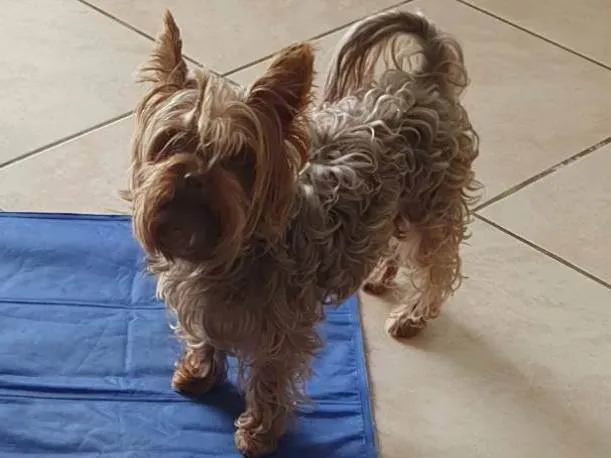 Cachorro raça Yorkshire terrier  idade 3 anos nome GRATIFICA - CAPITU