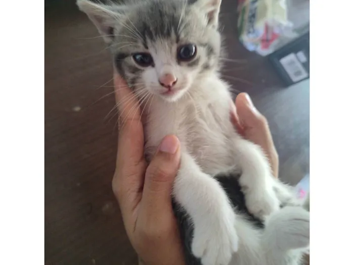 Gato ra a Mestiço idade Abaixo de 2 meses nome Paty 