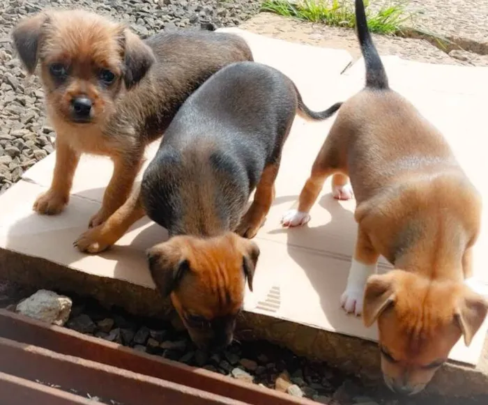 Cachorro ra a SRD-ViraLata idade Abaixo de 2 meses nome Pitty