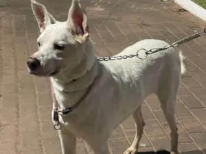 Cachorro raça SRD-ViraLata idade 3 anos nome Orelha