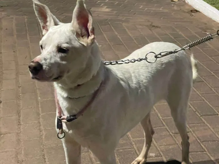 Cachorro raça SRD-ViraLata idade 3 anos nome Orelha