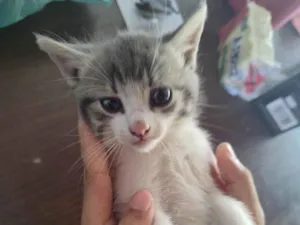 Gato raça Mestiço idade Abaixo de 2 meses nome Paty 