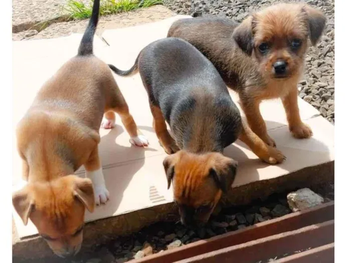 Cachorro ra a SRD-ViraLata idade Abaixo de 2 meses nome Pitty