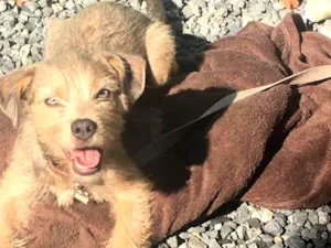 Cachorro raça SRD-ViraLata idade 7 a 11 meses nome Chloe