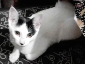 Gato raça SRD-ViraLata idade 2 a 6 meses nome Tutty