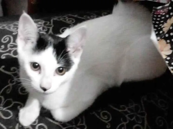 Gato raça SRD-ViraLata idade 2 a 6 meses nome Tutty