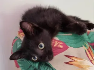 Gato raça SRD-ViraLata idade Abaixo de 2 meses nome Gatinha preta
