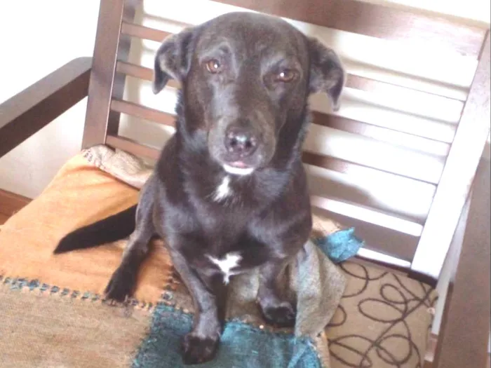 Cachorro raça SRD idade 4 anos nome Billy