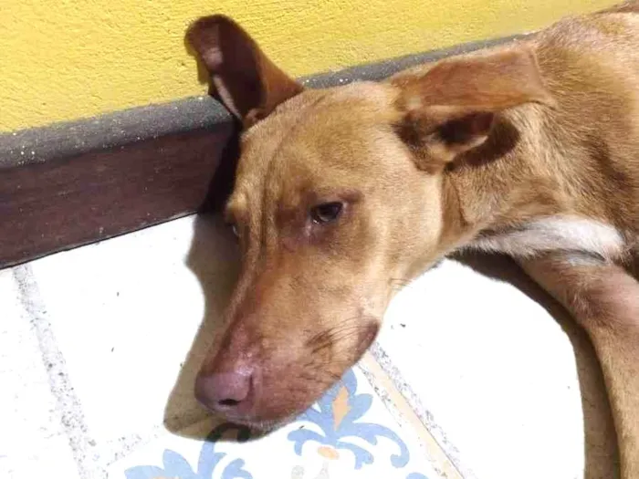 Cachorro ra a SRD-ViraLata idade 1 ano nome Mel 