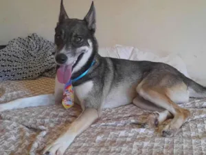 Cachorro raça SRD-ViraLata idade 1 ano nome Lobo