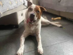 Cachorro raça SRD-ViraLata idade 2 anos nome Guga