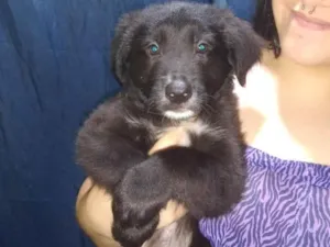 Cachorro raça SRD-ViraLata idade 2 a 6 meses nome Pão de forma 