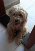 Cachorro raça SRD-ViraLata idade 1 ano nome Amora
