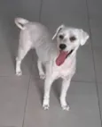 Cachorro raça SRD-ViraLata idade 1 ano nome Amora