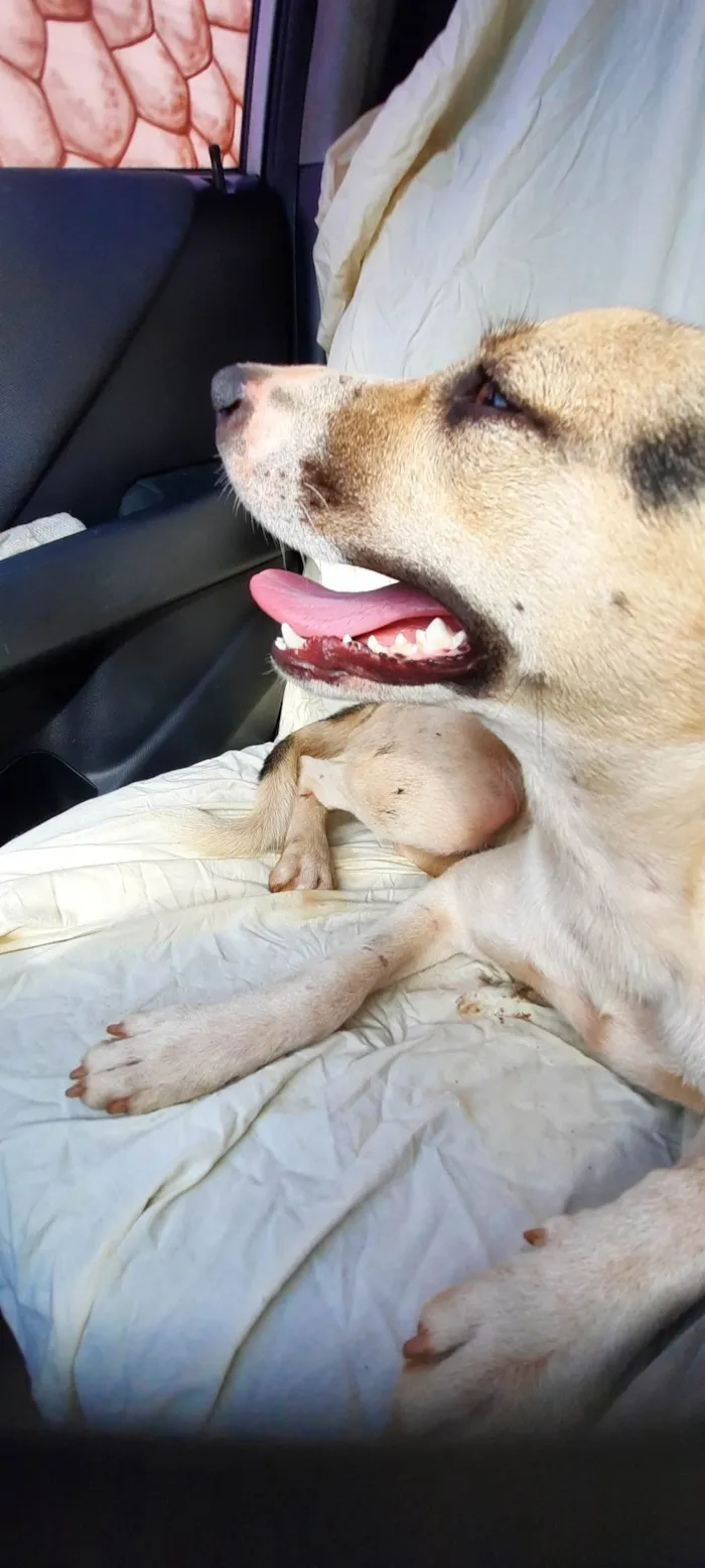 Cachorro raça SRD-ViraLata idade 1 ano nome Pérola