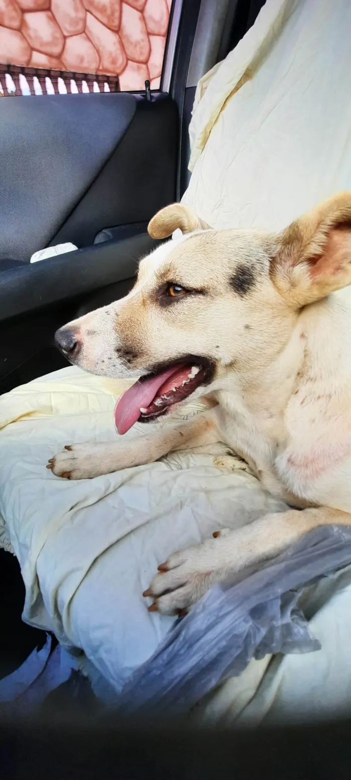 Cachorro raça SRD-ViraLata idade 1 ano nome Pérola