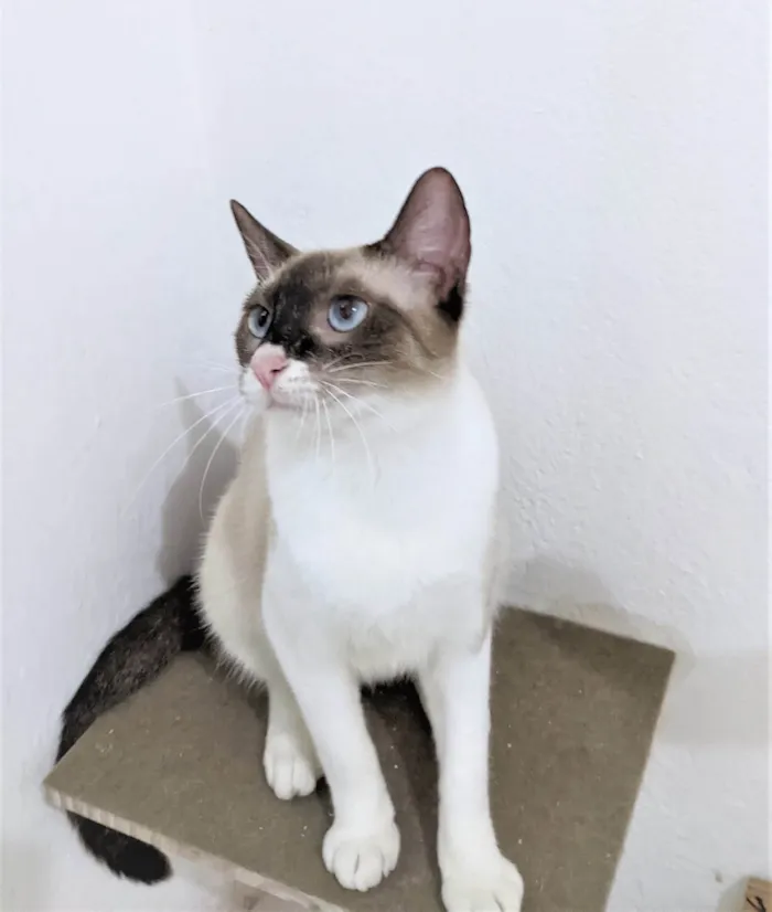 Gato ra a SRD-ViraLata idade 7 a 11 meses nome Mag