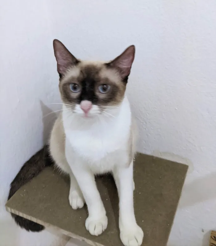 Gato ra a SRD-ViraLata idade 7 a 11 meses nome Mag