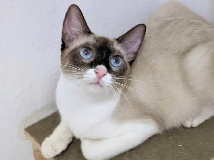 Gato ra a SRD-ViraLata idade 7 a 11 meses nome Mag