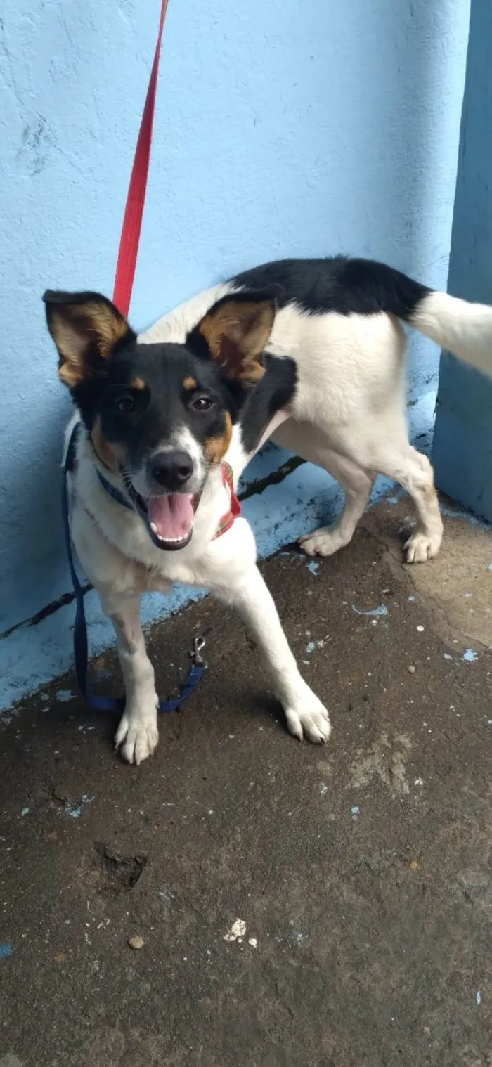 Cachorro raça SRD-ViraLata idade 1 ano nome Bella