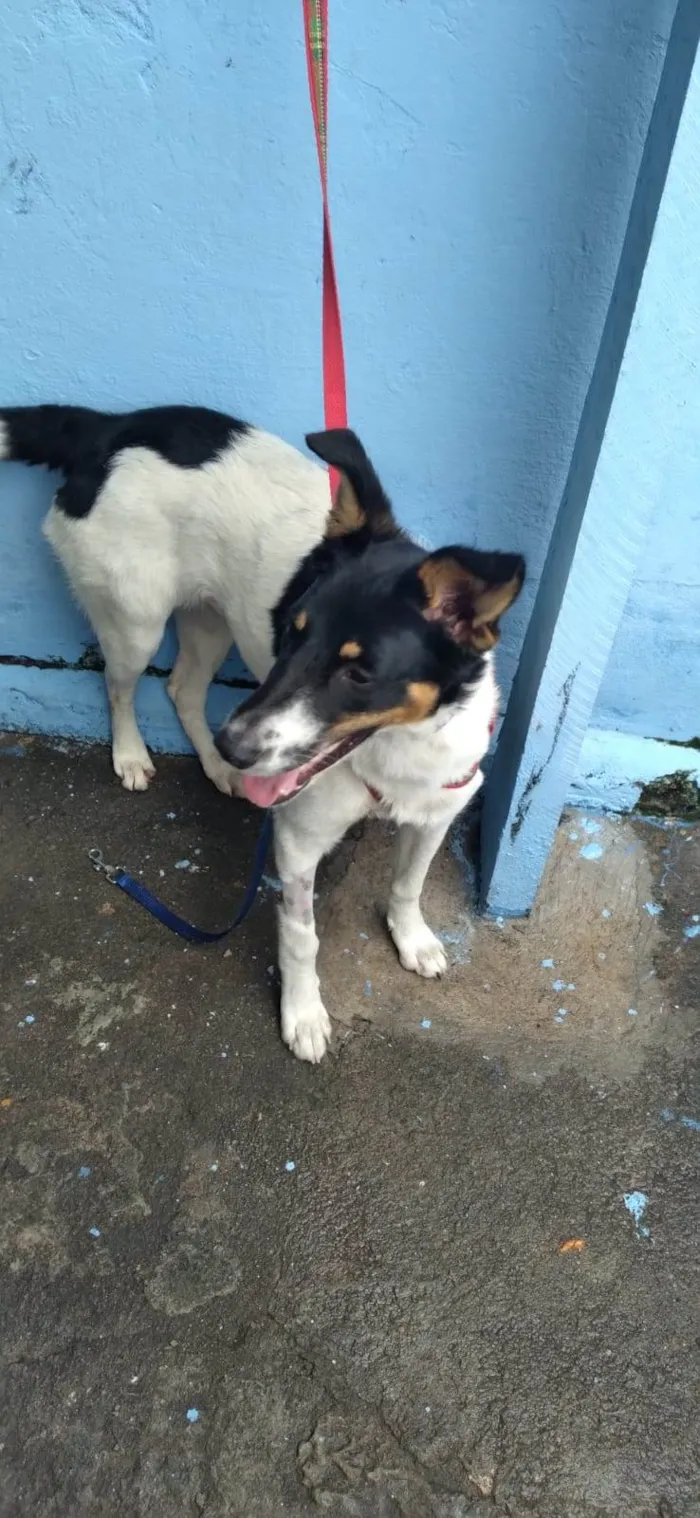 Cachorro raça SRD-ViraLata idade 1 ano nome Bella