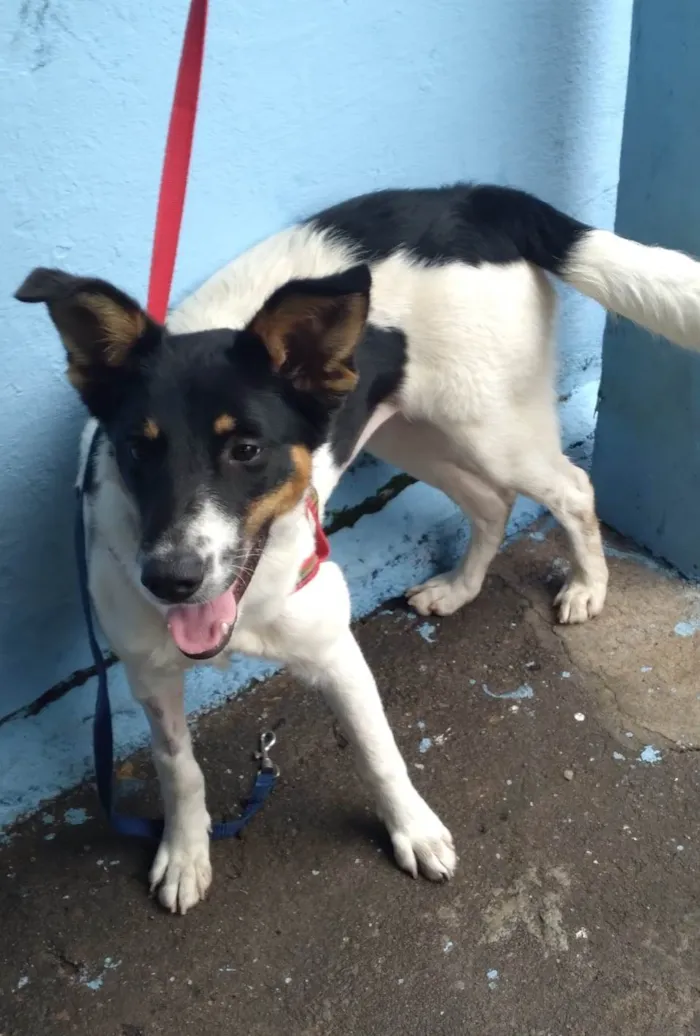 Cachorro raça SRD-ViraLata idade 1 ano nome Bella