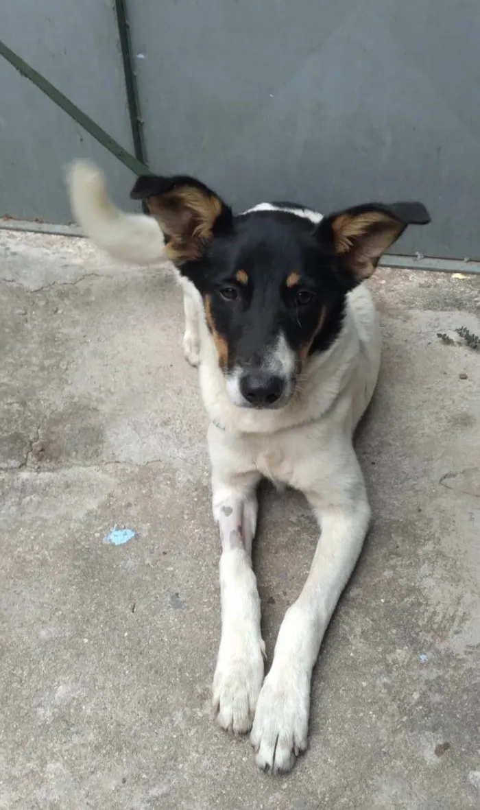 Cachorro raça SRD-ViraLata idade 1 ano nome Bella