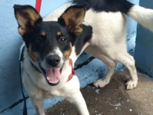 Cachorro raça SRD-ViraLata idade 1 ano nome Bella